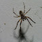 Orb weaver