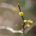 Spicebush
