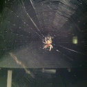 Orb Weaver Spider