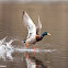 Mallard