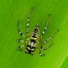 jumping spider