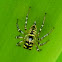 jumping spider