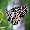 Papilio demoleus malayanus