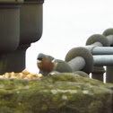 Chaffinch