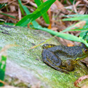 American bullfrog