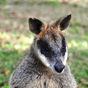 Swamp Wallaby