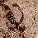 Earth worm
