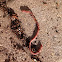 Earth worm