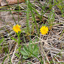 Sow thistle