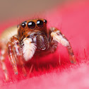 Jumping Spider
