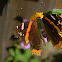 Red Admiral