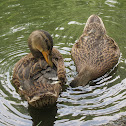 Wild Duck
