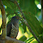 Indian Cuckoo