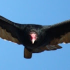 mdwildlife