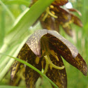 Chocolate Lilly