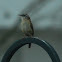 Carolina Wren