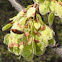 Moline American Elm