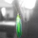 Green Lacewings