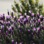 Lavender