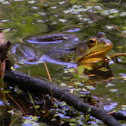 Green frog
