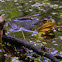Green frog