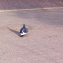 Pigeon