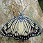 Drury's Jewel - female