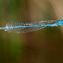 Caballito del diablo (Goblet-marked Damselfly)