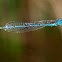 Caballito del diablo (Goblet-marked Damselfly)