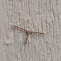 Plume Moth