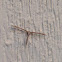 Plume Moth