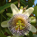 Passionflower