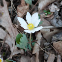 Bloodroot