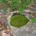 Moss