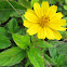 Creeping Oxeye