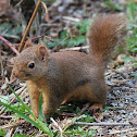 Douglas Squirrel