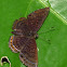 Riodinid buttherfly