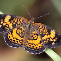 Silvery Checkerspot