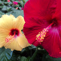 Hibiscus