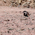 Spur-winged Plover