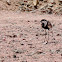 Spur-winged Plover