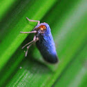 Leafhopper