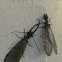 Dobsonfly
