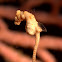 Pygmy Seahorse