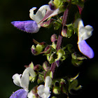 coleus, painted nettle