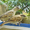 House Sparrow(Female)
