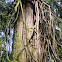 Western red cedar
