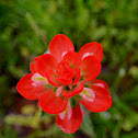 Texas Indian Paintbrush