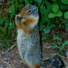 Columbian Ground Squirrel