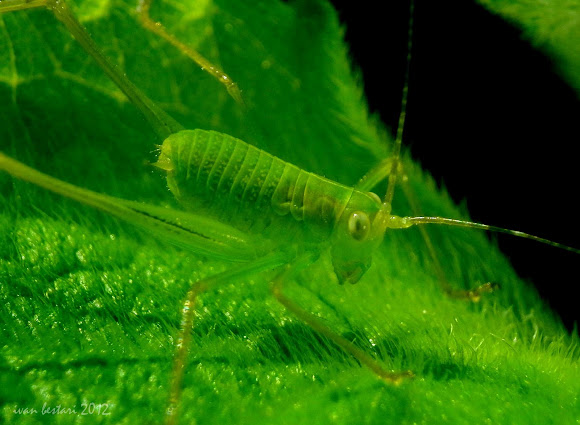 Spotting Image 1